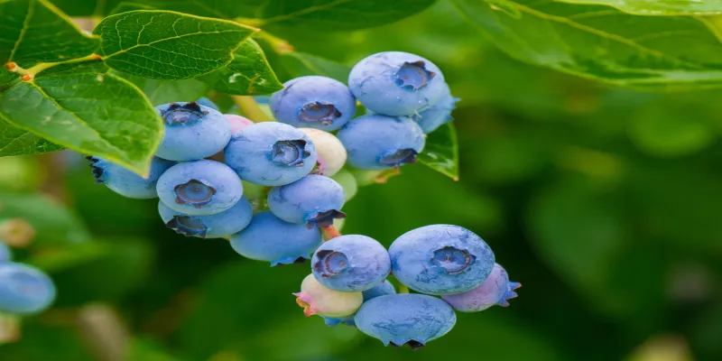 blueberry