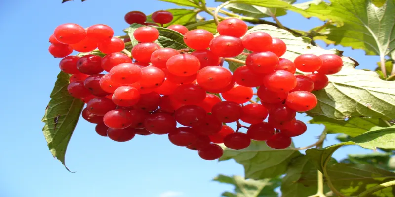cranberry