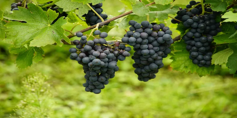 grapes
