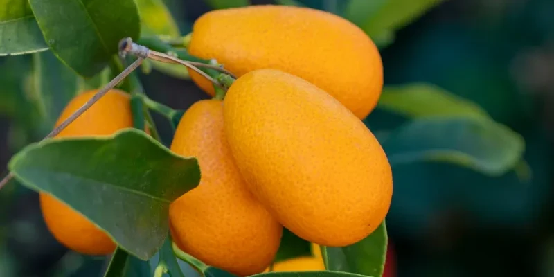 kumquat