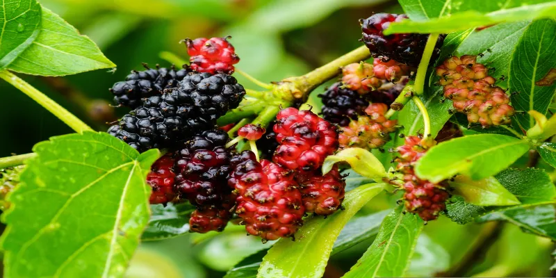 mulberry