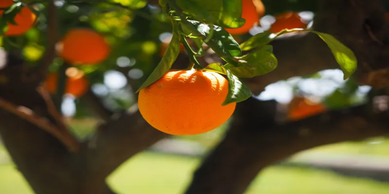 orange