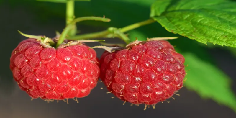 raspberry